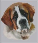 (image for) Saint Bernard (No Background)